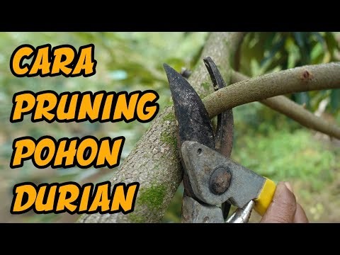CARA PRUNING POHON DURIAN AGAR CEPAT BESAR DAN BERBUAH LEBAT
