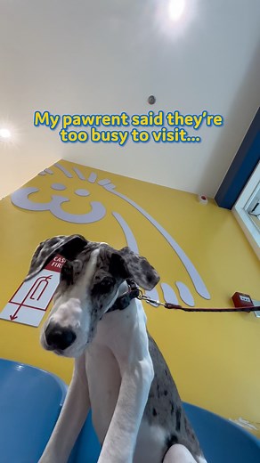 7K views · 28 reactions | Running out of stock of your favorite pet...