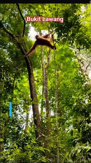 Real Experience! Meet Orangutans in the Natural Forest #short #bukitlawang #youtubeshorts