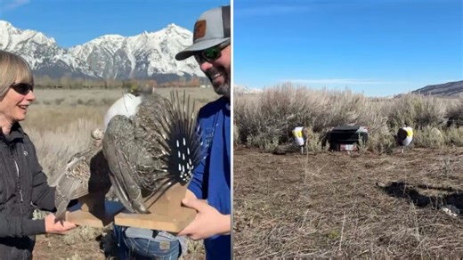 Can't tell if it's real? Robot birds could soon be flying around National Parks