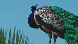 Peacock standing with the sky in the background, low view - Free Stock Video