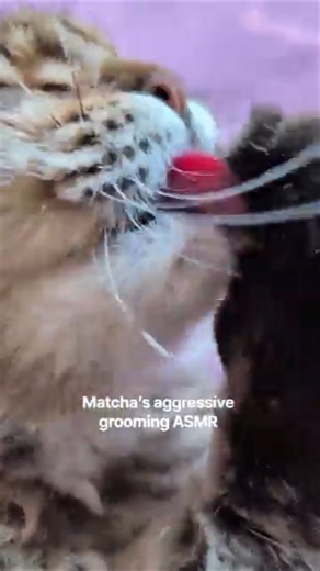 ASMR cat grooming