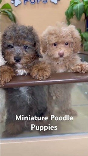 The Miniature Poodle: Elegance, Intelligence, and Love in One Adorable Package!