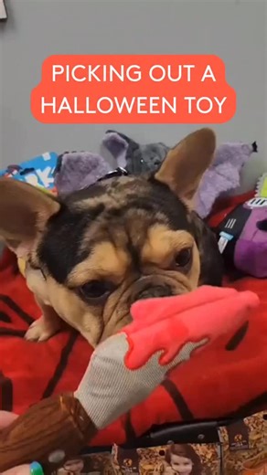 Watch to see which toy Mush picks (and his controversial take on candy corn). 👀 🎃 #halloween #frenchbulldog | Kriser's Natural Pet