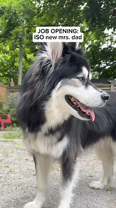 42K views · 2.1K reactions | applications now open for a new mrs.dad #husky #huskies #dogvideos | Levi the Husky Rescue | Facebook