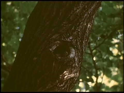 Wood Duck Ways (Vintage Documentary by Walter J. Breckenridge)