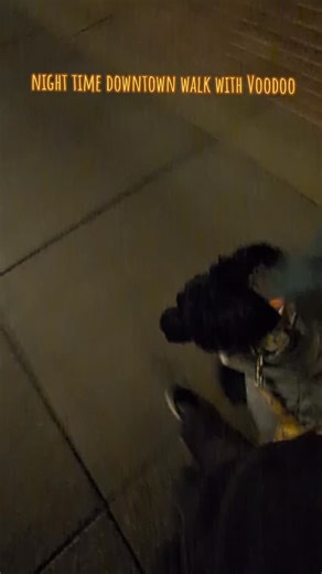 Voodoo the briard dog had a lovely walk in Downtown Midland tonight. He was a very good boy, though he desired to lead. he used to guide for me so hes used to being slightly ahead. He knows how to heel correctly, but I'm not asking for that. this is a relaxed walk. don't yank or drag me and we're good. #dog #walk #dogsofinstagram #briard #dogtraining | Painted Dog Training Co