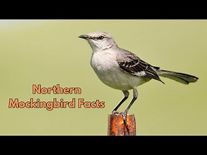 Northern Mockingbird Facts You Need to Know