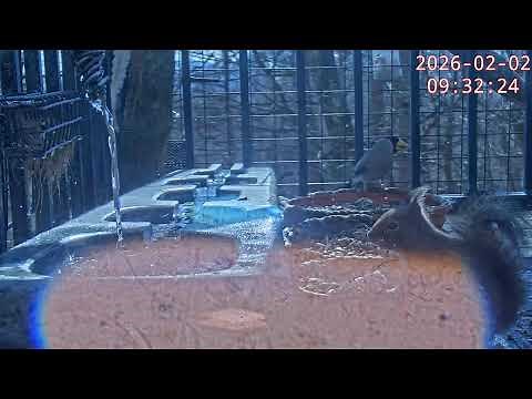 軽井沢 小さな鳥とリスのLIVE