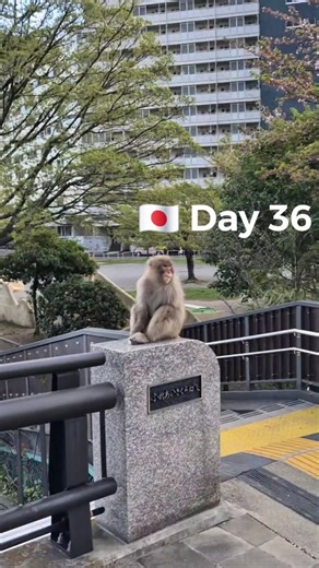 40K views · 853 reactions | Basic Income Walk on Reels | Facebook