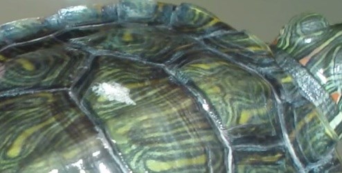 Turtle Shell Problems - All Turtles