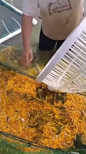 Skilled Fisherman Collects Fish Using Net & Basket