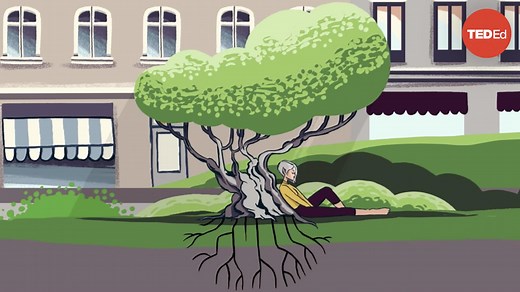 What happens if you cut down all of a city's trees?