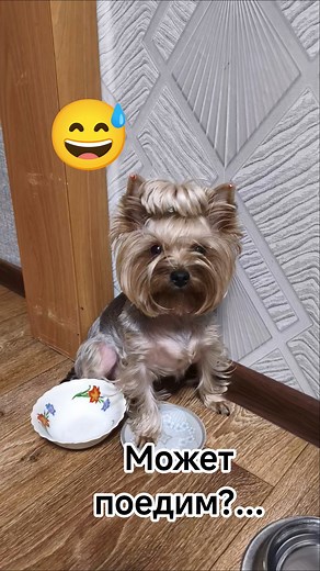 #юмор #пёсики