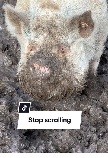 Living the Best Life as a Spoiled Pig