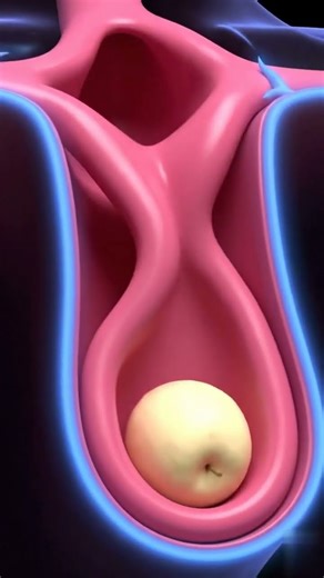 Food entering esophagus
