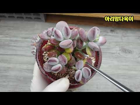 다육이 방울복랑 통통하고 예쁘게 키우는방법?(succulent, 多肉植物)