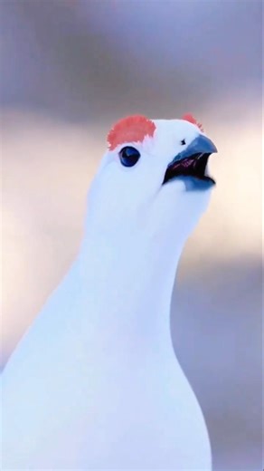 beautiful sounds of wonderful birds and Chester's widelife animals #shorts #shortvideo #birds 🦆🦃🕊️🦅🐦