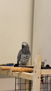 407K views · 7.6K reactions | La première vidéo de ma pepette 藍 On avait tellement rigolé ce jour-là 勺﫶 #parrot #funny #parrotfunny #cuteanimals #cute | Plumetcie | Facebook