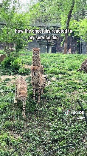 Cheetahs Raised with Service Dogs for Anxiety & Socialization