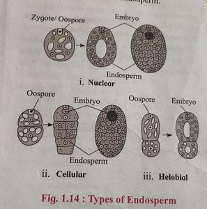 Diagram and Explanation of Types of Endosperm DevelopmentThe ... | Filo
