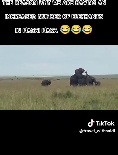 ice_blender on TikTok