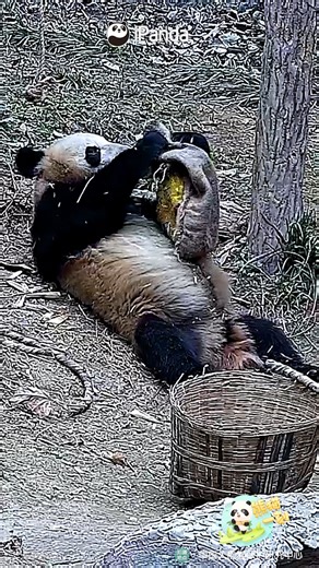 With all these toys around, the panda is obsessed with a shabby sack. (Zi Lin) #panda #funny #cutenessoverload #HiPanda #PandaMoment #CCRCGP #PandaLife How nanny cleans baby pandas: https://www.facebook.com/reel/905404289085804 | iPanda