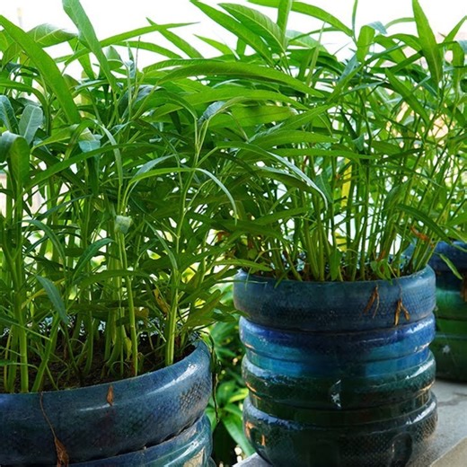 Learn a Surprising Way to Grow Spinach in Plastic Bottles! | Great DIY Idea