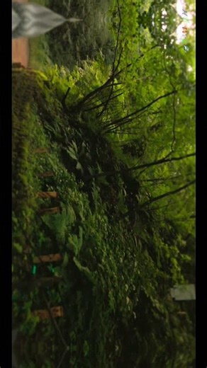 🦅1007 #白糸の滝 #違撮 #NewbieAerials #Restoration short