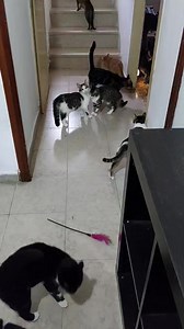 9.7K views · 587 reactions |  CasaDegliA-mici  Così è andato il NUTRIMENTO TIME odierno per i nostri A-MICI ospiti in cerca di una famiglia... Inviate stelle durante le LIVE per sostenerci oppure visitate il sito https://italiaa4zampe.wixsite.com/website Info adozioni 389 007 5436 solo chiamate oppure scrivete a italiaa4zampe@gmail.com  #ErPapy  | Italia a 4 zampe ErPapy | Facebook