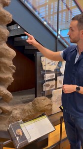 Meet the strange “devil’s corkscrews”. These unusual spirally homes were made by ancient beavers some 20 million years ago. Here I am at the Beneski Museum of Natural History - Amherst College with a cast of one of the fossilised burrows named Daemonelix. The remains of many beavers, called Palaeocastor, have been discovered entombed inside them. They are known from Nebraska and Wyoming. This is one of the 50 awesome fossils featured in my book, LOCKED IN TIME – Animal Behavior Unearthed in 50 E