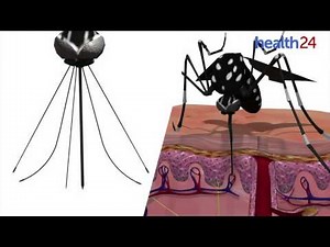 Mosquitoes use six needles to suck blood