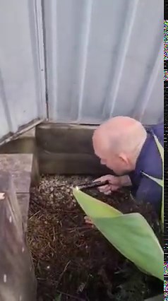 Slipped Over in Front of a Brown Snake! Its never a good idea to nearly fall over whilst catching the second most venomous snake in the world.. | Sunshine Coast Snake Catchers 24/7