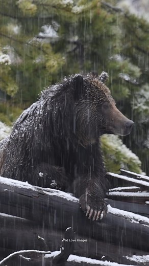 191K views · 6.6K reactions | An early spring snowstorm found one of my favorite grizzlies lounging on a log. Missing these beauties already. | Wild Love Images - Julie Argyle Wildlife Photography #shootwithacamera | Facebook