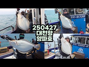 광어다운샷의 참맛. 대광어만 노려보자! 250427 대천항 양파호