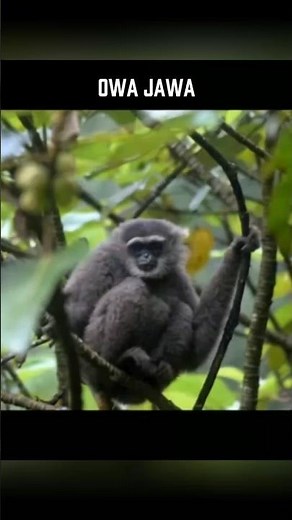 Silvery Gibbon (Hylobates moloch) – Rare Javan Primate Spotlight