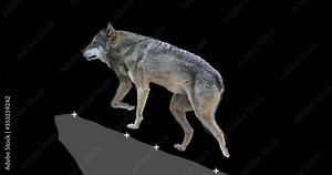 Gray wolf howling. An isolated wolf rises to a rock and howls. Animation includes an alpha channel. Version panoramic camera. Element for visual effects.