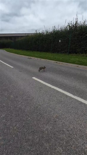 This young rabbit looked like it was suffering from Myxomatosis. 💔 ​I always notice quite a few rabbits with this viral disease after the harvest—when cover is reduced, it often makes the disease more visible in the wild population. A tough but common sight. ​#Wildlife #Myxomatosis #Rabbits #NatureObservation | Get Wild