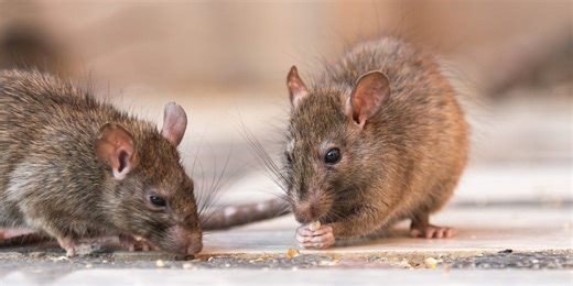 What Does Rat Poop Look Like? Pest-Control Experts Explain