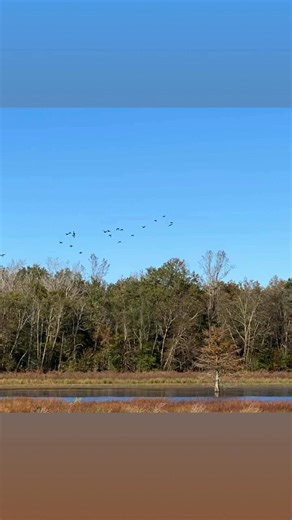 #duckhunting #ducks #DuckHunter #duckseason #duckseason2025 | Briarwoods GunDogs