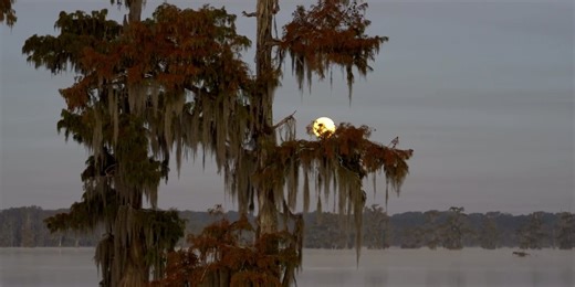Heart of Louisiana: Swamp tour