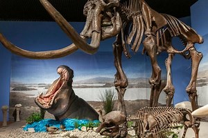 What Can These Fossils Tell Us About Pangea?