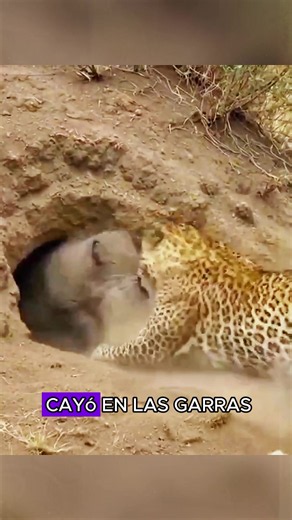 a female warthog was caught by a leopard.#animals #Foryou #Friendship #Us#fyp