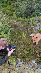 Fox biting the pants of the photgrapher Credit: @marius.birkeland83 #norge #Awesome #norwaytravel #norway #nature #naturephotography | Norway: Blessed with Nature