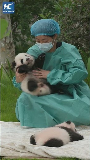 Newborn panda cubs make public debut in Chengdu, China