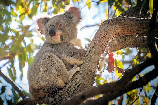 ▷ Koala » Características, Alimentación, Hábitat, Reproducción, Depredadores