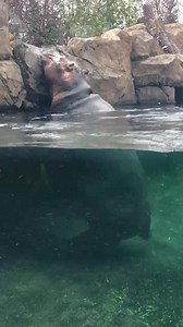 Dancing Queen of the Queen City. | Cincinnati Zoo & Botanical Garden