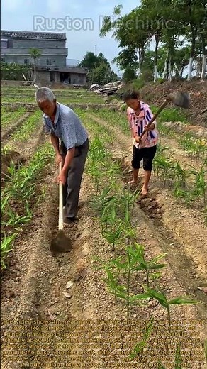 Earthing Up Ginger Why You MUST Do This for Bigger Roots: Mastering Ginger Cultivation