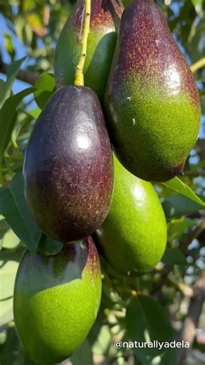 Part 8 Full Video Linked below | Backyard Edible Food Forest