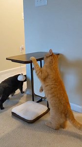 249 reactions | This multifunctional cat tower fulfills all of your cat's and your needs.  : @@weatherman_catman : amzn.to/3nxDraR  Enjoy up to 50% off for summer sale #summersale #summer #sale #feandrea #songmicshome #cattable #cattower #cathouse #catfurniture #scratchingboard #meow #kitty #yeticat #adventurecats #adventurecat #purrpurrpurr #purrfect #prettycat #catmyboss #meowmeowmeow #catsogram #instacatsworld #wecareweshare | Feandrea | Facebook